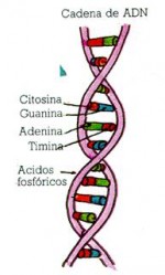 Biología molecular