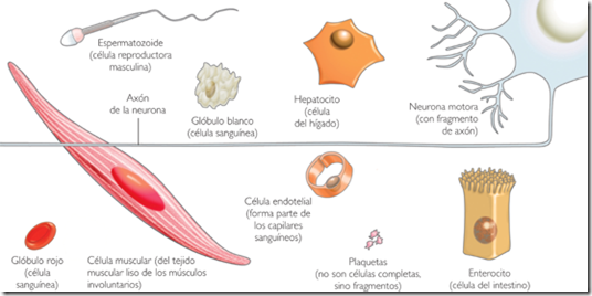 Formas de algunos tipos de células humanas