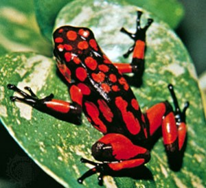 Anura