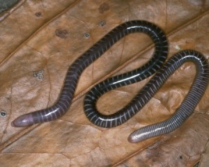 Gymnophiona