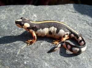 Urodela
