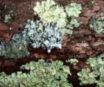 Reproducción y ecología de los líquenes