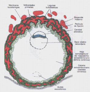 NOTOCOR1 NOTOCOR1