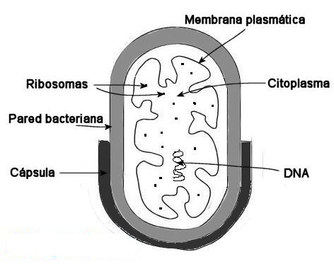 celula procariota estructura. células procariotas (pared