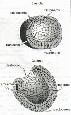 Blastula Gastrula Morula