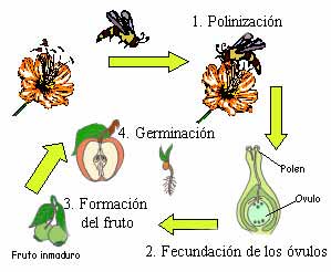 FACTORES DE GERMINACION DE LA SEMILLA factores de germinacion de la semilla: