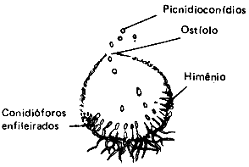 Opiniones de Picnidio