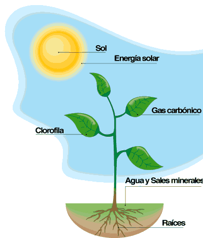 Plantas con propiedades anabolicas