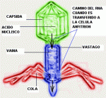 Virus bacterianos o bacteriófagos