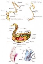 Anatomía de las Aves