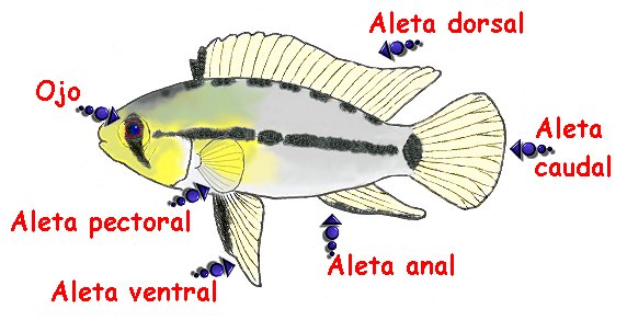 Resultado de imagen de Aleta (zoología)