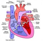 Los ventrículos del corazón