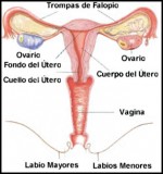 Las Trompas de Falopio