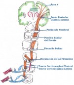 La Neuroanatomía