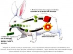 Nutrición, Crecimiento, Respiración y Metabolismo