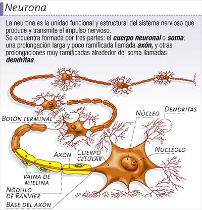 funciones del cerebro humano. cerebro humano existen
