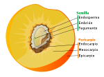 El fruto