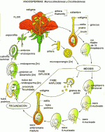 Ciclo del desarrollo de las angiospermas