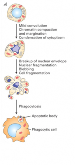 Apoptosis