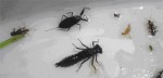 Los macroinvertebrados como bioindicadores
