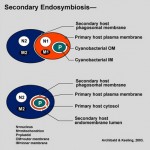 Teoría de la endosimbiosis