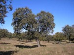 Emergencia, crecimiento y floración de la encina