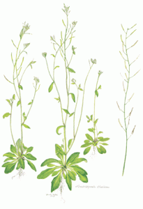Arabidopsis Thaliana, dibujo.
