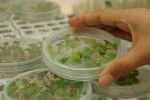 Introducción a la biotecnología de plantas