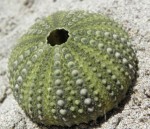 La fecundación externa: fecundación en el erizo de mar