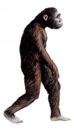 Bipedismo la opción evolutiva