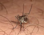 Picadura de mosquito