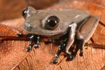 Biodiversidad: las nuevas especies encontradas en Surinam