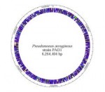 El género Pseudomonas, las bacterias para todo