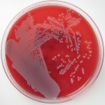 Medios de cultivo para virus y microoganismos parásitos