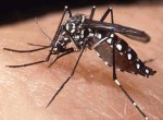 Dengue, una enfermedad vírica tropical