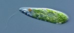 Algas Euglenas