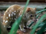 Hablemos de los marsupiales