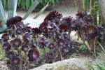 Plantas suculentas