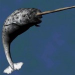 Narval, el unicornio marino