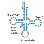 Estructura y función del ARN de transferencia