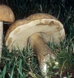 Las setas del género Leccinum