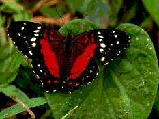 mariposa1.gif