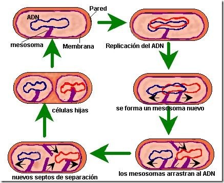 divisiónprocariotas