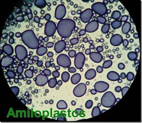 amiloplastos