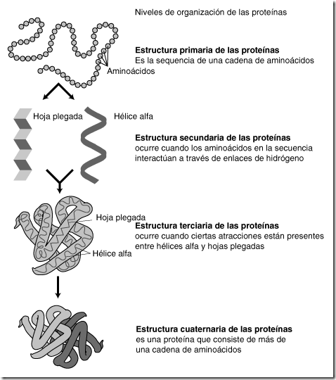 Estructura_proteínas