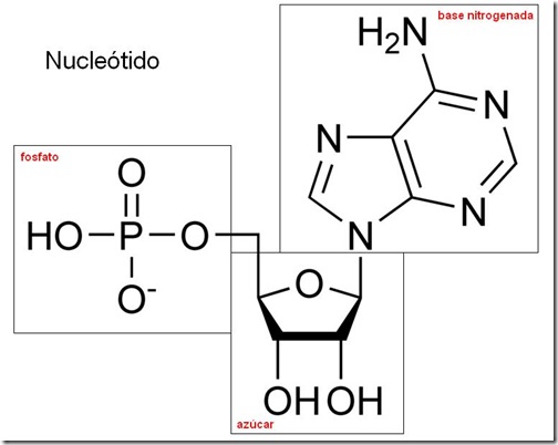 nucleotido (1)
