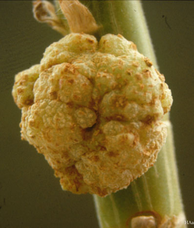 Tumor vegetal inducido por Agrobacterium