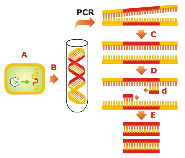 Mediante la PCR conseguimos amplificar la cantidad de ADN de una muestra