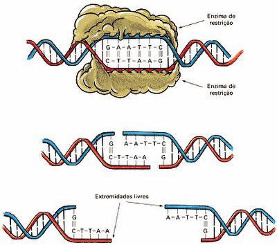 Una enzima de restricción corta el ADN dejando extremos cohesivos