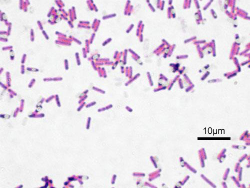 Bacillus subtillis, con tinción de Gram